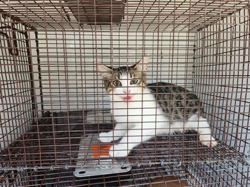 A660603 - Domestic Short Hair available for adoption