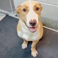 A660183 - Photo 1