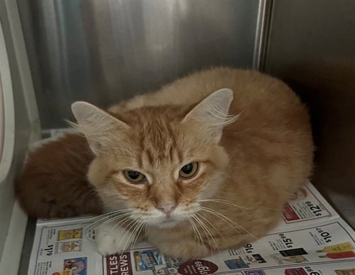 A659382 - Domestic Medium Hair available for adoption