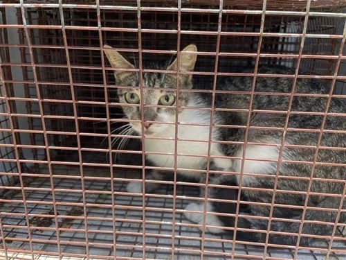A657012 - Domestic Short Hair available for adoption
