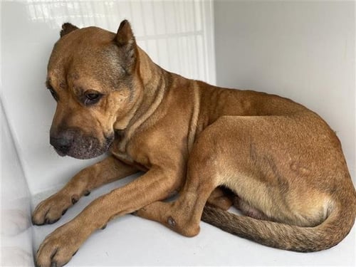 HERC - Pit Bull Terrier available for adoption