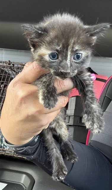 A660982 - Domestic Short Hair available for adoption