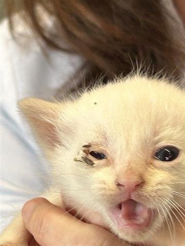 A650463 - Domestic Short Hair available for adoption