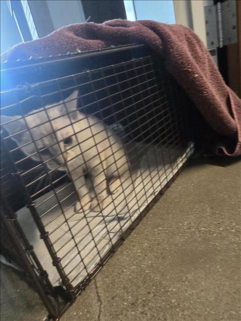 A650535 - Domestic Short Hair available for adoption