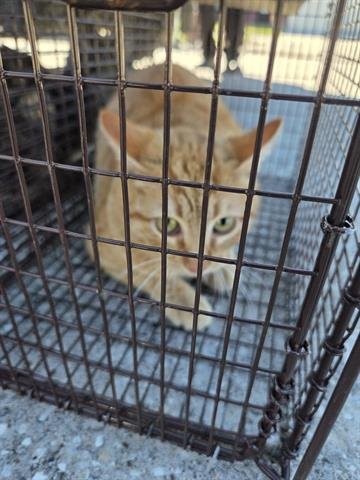 3 - Domestic Short Hair available for adoption