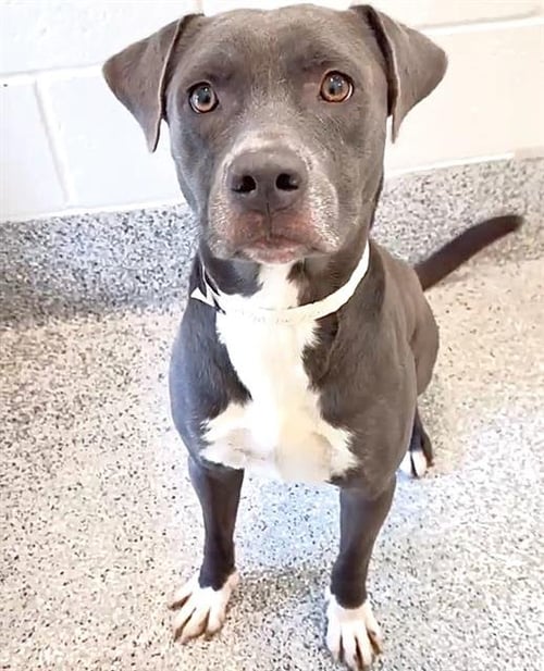 APOLLO - Pit Bull Terrier available for adoption