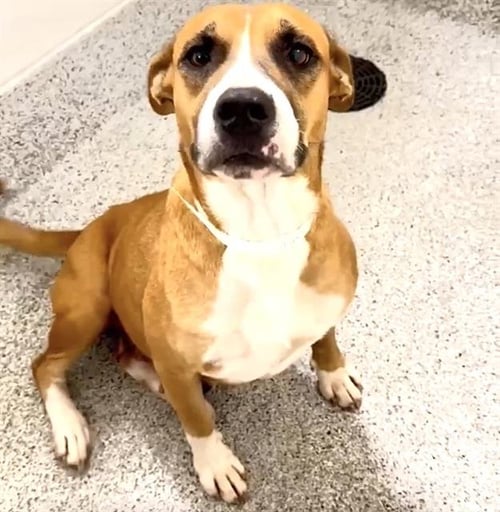 A660920 - Pit Bull Terrier available for adoption