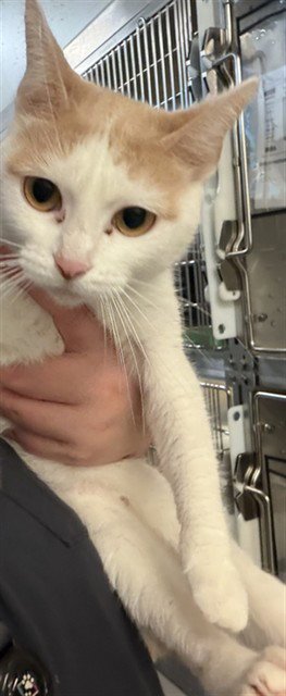 PUDDING - Domestic Short Hair available for adoption