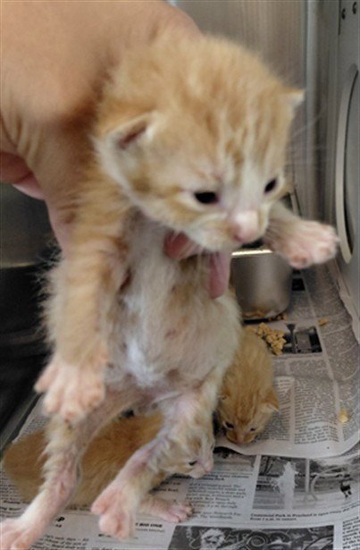 A661667 - Domestic Short Hair available for adoption