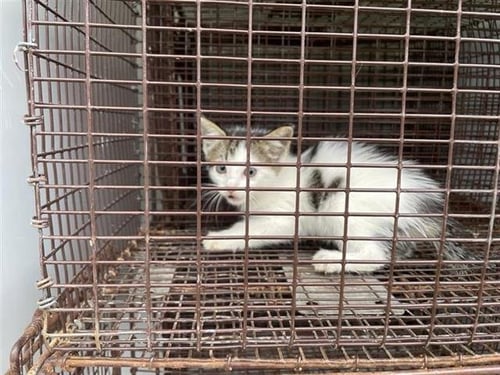 A658652 - Domestic Short Hair available for adoption