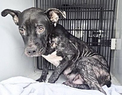 A659169 - Pit Bull Terrier available for adoption