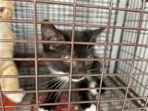 A657103 - Domestic Short Hair available for adoption