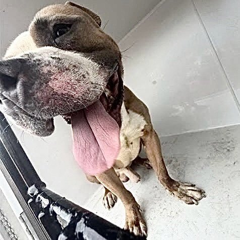 DON VITO - Pit Bull Terrier available for adoption