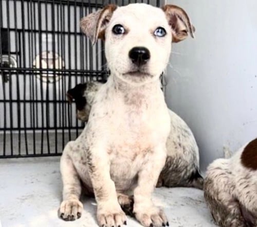 A658343 - Australian Cattle Dog/Blue Heeler available for adoption
