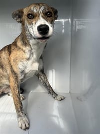 JUNEBUG - Photo 1