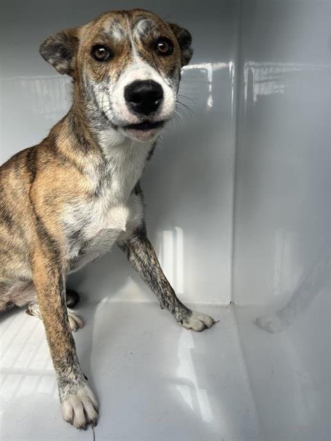 JUNEBUG - Australian Cattle Dog/Blue Heeler available for adoption
