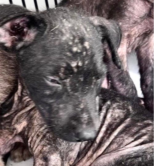 A660074 - Labrador Retriever available for adoption