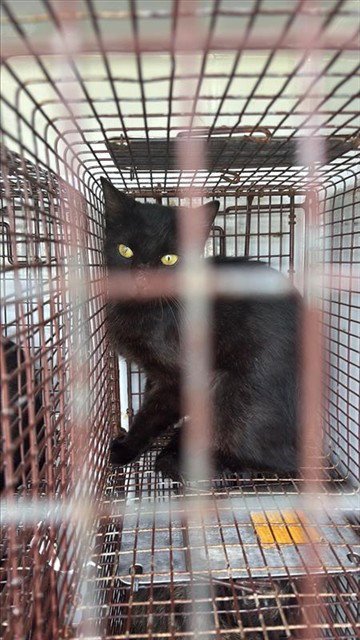 A659561 - Domestic Short Hair available for adoption