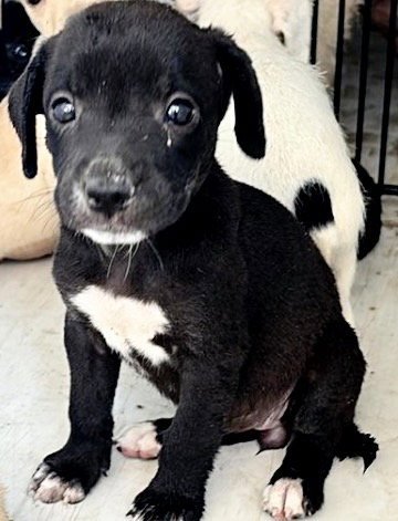 A660536 - Labrador Retriever available for adoption