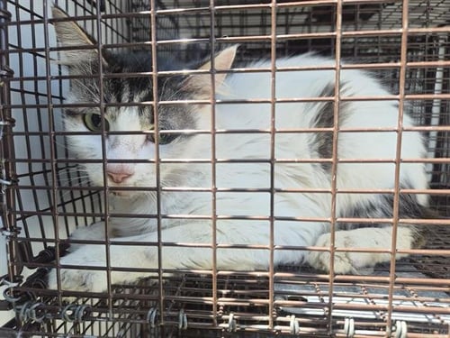 A660665 - Domestic Medium Hair available for adoption