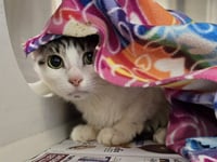 KITTY POP - Photo 1