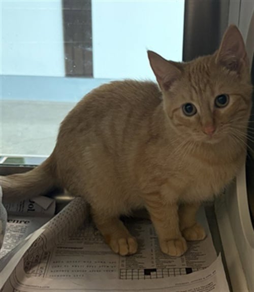 A658263 - Domestic Short Hair available for adoption