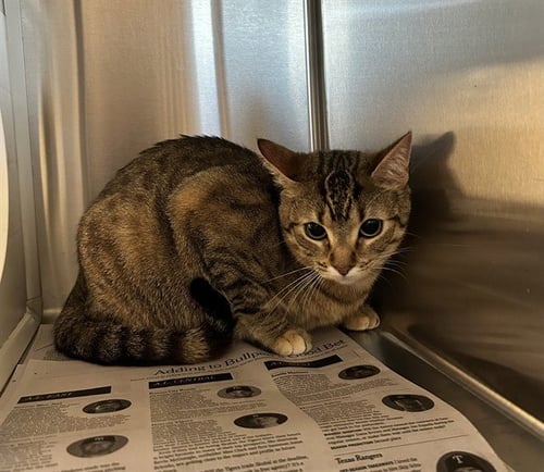 TIGER - Domestic Short Hair available for adoption