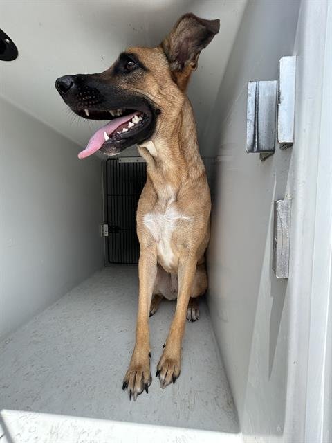 STORMY - Belgian Shepherd Malinois available for adoption