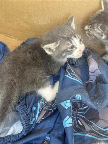 MEREDITH - Domestic Short Hair available for adoption