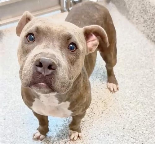 STORMI - Staffordshire Bull Terrier available for adoption
