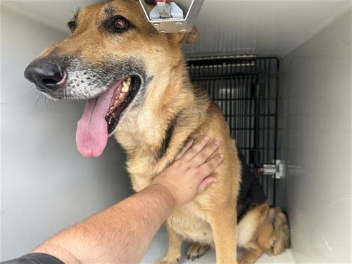 A657591 - German Shepherd Dog available for adoption