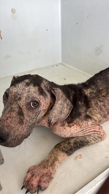 A658655 - Labrador Retriever available for adoption
