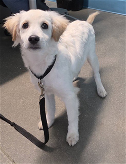 A662407 - Cavalier King Charles Spaniel / Bichon Frise available for adoption