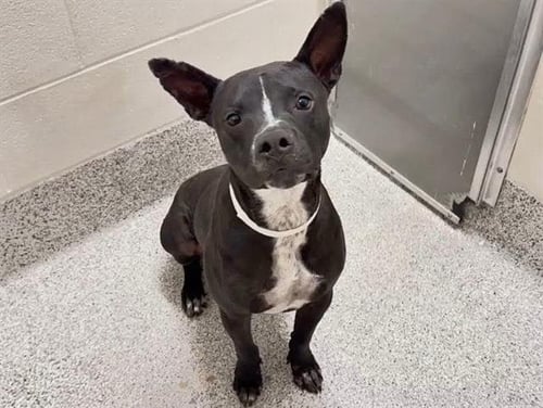DUMPLING - Labrador Retriever available for adoption