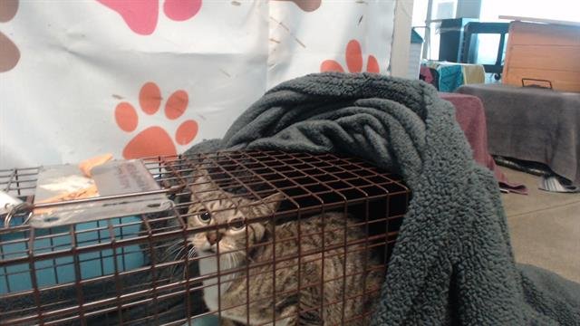 A650526 - Domestic Short Hair available for adoption