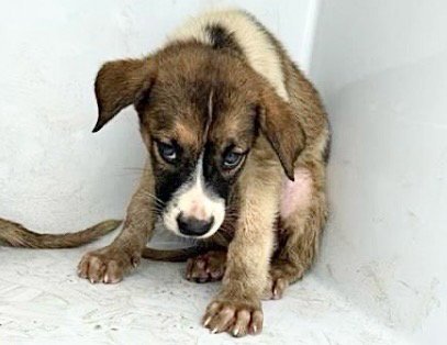 A657966 - Labrador Retriever available for adoption