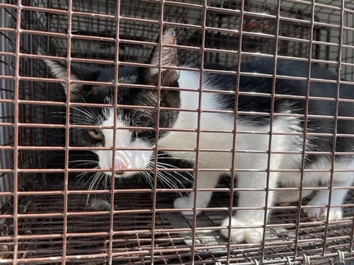 A659681 - Domestic Short Hair available for adoption