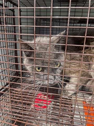 PARKER - Russian Blue available for adoption