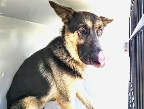 A660228 - German Shepherd Dog available for adoption