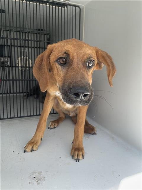A657650 - Redbone Coonhound available for adoption