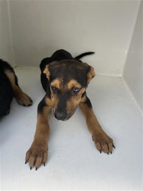 A657263 - German Shepherd Dog / Doberman Pinscher available for adoption