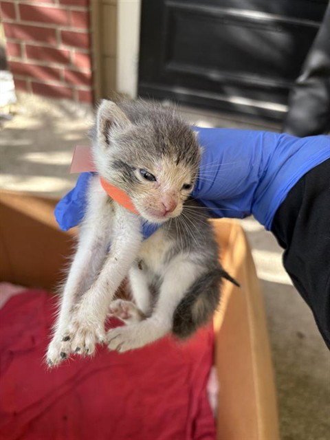 A658201 - Domestic Short Hair available for adoption