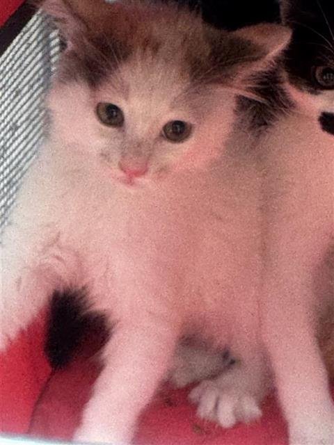 MARINA - Domestic Short Hair available for adoption