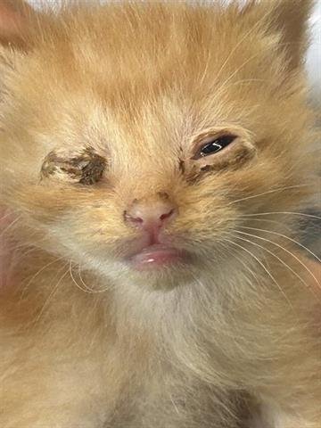 A650461 - Domestic Short Hair available for adoption