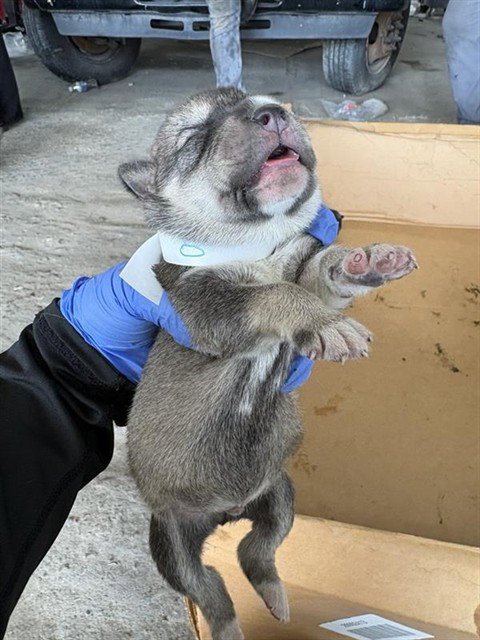 A660820 - Labrador Retriever / Siberian Husky available for adoption