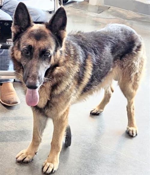 KENJI - German Shepherd Dog available for adoption