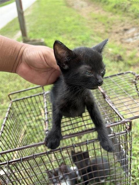 BREYERS - Domestic Short Hair available for adoption