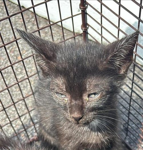 SNICKERS - Domestic Short Hair available for adoption