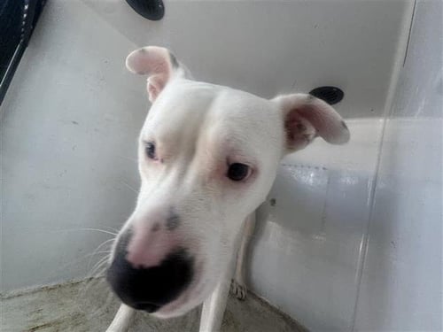 BUZZ - Pit Bull Terrier available for adoption