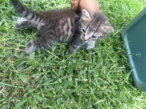 A658515 - Domestic Short Hair available for adoption